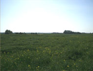 Reclamation access road with first year crop growth August 2004